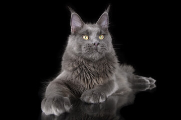 Wall Mural - grey maine coon cat close up portrait on black background