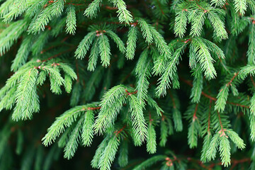 Wall Mural - green fresh fir branches seasonal background forest