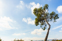 Single Pine Tree Against Blue Sky.