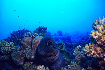 moray eel under water, nature photo wild snake predator marine in the ocean