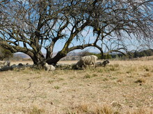 A Herd Of Hampshire Down Ewe Sheep Sleeping In The Shade Under A Leafless Dry Tree On A Winter's Golden Grass Field. :The Background Is A Blue Sky With Scattered White Clouds
