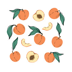 Wall Mural - Set of orange peaches and peach slices. Hand drawn peaches with leaves isolated on white background. for fabric, drawing labels, print, wallpaper of children's room, fruit background