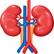 Kidneys, human organ vector illustration. Cartoon isolated healthy right and left kidneys with artery and vein for study body and function of urinary system in anatomy, renal diseases in nephrology