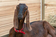 Brown nubian goat with red collar portrait. Looking at camera. Wooden wall and hay in background. Selective focus