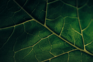 Poster - Beautiful green texture background. Cropped shot of green leaf textured. Abstract nature pattrn for design.