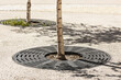 Drainage grate for tree. Rainwater Drainage System on paving stone around tree trunk. Tree trunk bed decoration.