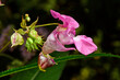 Drüsiges Springkraut, Indisches Springkraut, Rotes Springkraut // Himalayan balsam (Impatiens glandulifera)