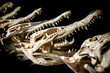 crocodile or alligator skull selling as souvenir in the market in southeast asia