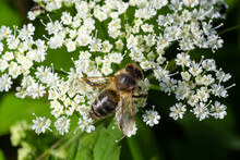 Closeup of a bee collecting nectar from the white blossoms of bishopsweed, Aegopodium podagraria