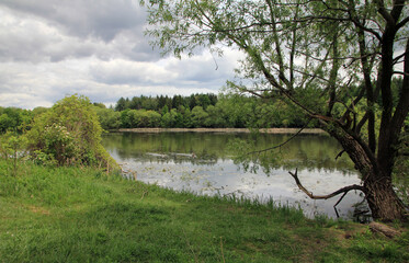 Wall Mural - Summer landscape with forest and water