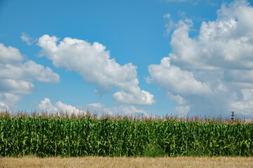 Poster - Corn field with blue sky and clouds