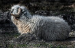 Wallis black-nose sheep on the ground in its enclosure	
