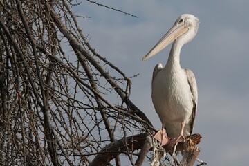 Wall Mural - pelican on a tree