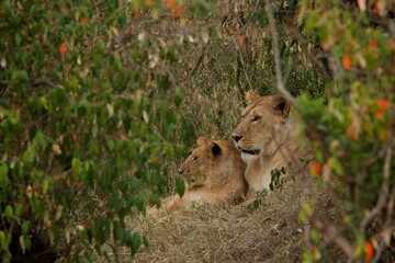 Wall Mural - lion cup and adult lioness in the wild