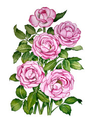 Wall Mural - Watercolor pink roses bouquet. Botanical illustration.