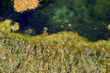 Fototapeta Kuchnia - Algae infestation in the water