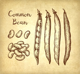 Wall Mural - Common bean ink sketch