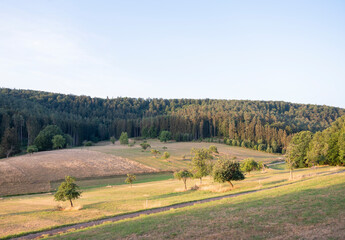 Poster - french countryside with pine forests field under blue sky in north vosges park regional du vosges du nord