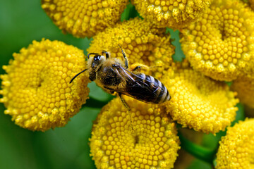 Sticker - Plasterer Bee // Gemeine Seidenbiene (Colletes daviesanus) 