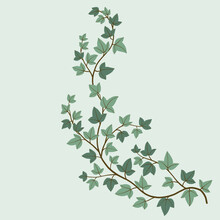 Simplicity Ivy Freehand Drawing Flat Design.