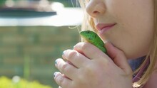 A Little Girl Holding A Small Green Lizard In Her Hands And Kisses . Lizards Catch Beetles, Butterflies And Other Crop Pests, Feed On Bears, Which Helps Gardeners And Farmers. An Unusual Pet. 