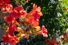 Campsis Trumpet Vine Exotic Climbing Plant With Bright Orange Flowers In  Sunlight In Vertical Yard Or Garden.  