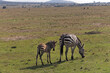 Baby zebra Africa