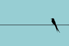 Minimalistic Bird Silhouette, Bird On A Wire Illustration. Birds Silhouette, Alone Birds Sitting On A Wire, Isolated.