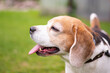 © Zane - beagle dog portrait