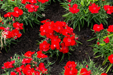 Wall Mural - Red Dianthus caryophyllus flowers in summer garden