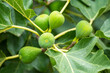 Young figs on the branch of a fig tree
