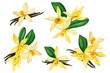 Vanilla flower. Set of elements on an isolated background, hand drawing, botanical illustration