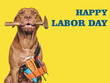 © Svetlana - HAPPY LABOR DAY. Lovable, pretty brown puppy and hand tools. Closeup, indoors. Studio photo. Congratulations for family, relatives, loved ones, friends and colleagues. Pet care concept
