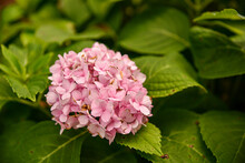 Close Up Of Pink Hydrangea