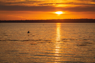 Wall Mural - bird in flight at sunset on the lake