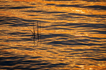 Wall Mural - reeds in orange water