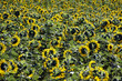 canvas print picture - Sonnenblumen