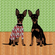 Pair of mini pinscher dogs with one dog in a sweater. 