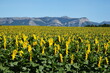 canvas print picture Sonnenblumen in der Provence