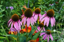 Beautiful Pink Coneflowers At Full Bloom, Also Known As Echinacea