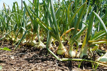 Wall Mural - A row of green Walla Walla Onion in a vegetable garden