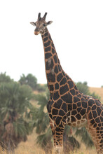 Giraffe In The Wild; Giraffe In Continent; Giraffe In The Zoo; Wild Giraffe; Giraffe From Africa; Giraffe From The Savannah; Giraffe From  Murchison Falls National Park Uganda