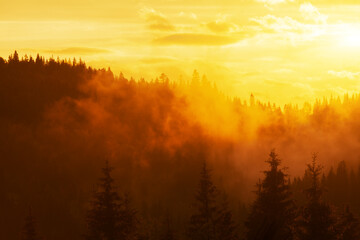 Wall Mural - foggy evening landscape in Carpathian Mountains, Ukraine.