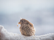 Juvenile House Finch, With Feather Tufts On Head, Sitting In Snow And Eating Seed Brought By A Parent