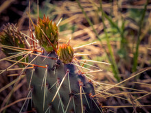 Prickly Pear Cactus With Two Flower Buds