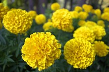 Yellow Flowers In The Garden