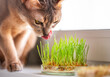The Abyssinian blue beige cat licks grass for the health of pets on the windowsill. Conceptual photo of pet care and healthy food for domestic cats. Cute adult cat. Cat's tongue. Copy space