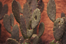 Plant Green Cactus With Sharp Thorns Closeup. Tropical Plants Concept. Cactus Decor Isolated Outside.