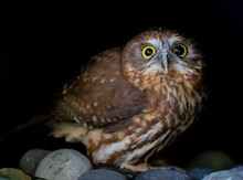 Morepork Owl Not Happy To See The Photographer