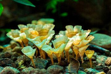 Auricularia auricula judae